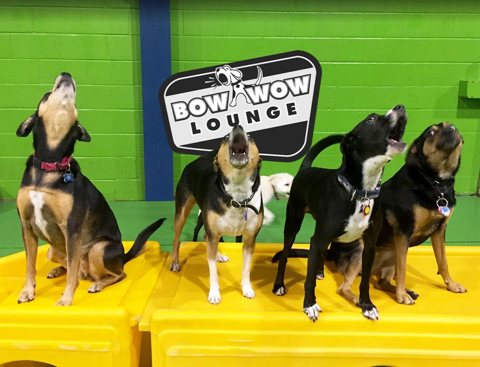 adorable barking dogs at bow wow lounge daycare