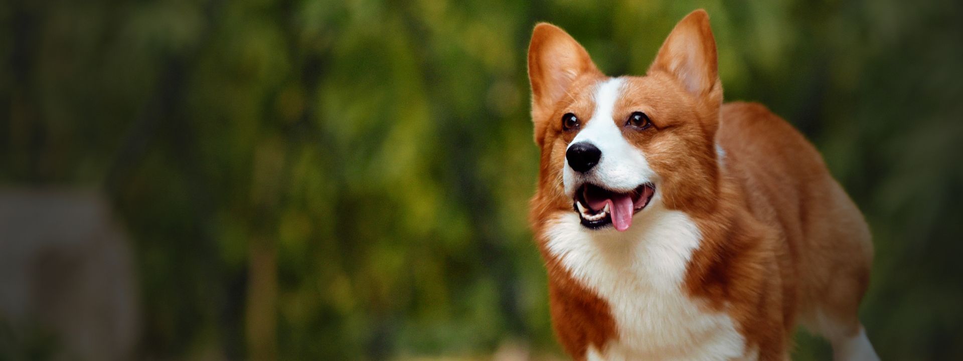 happy corgi dog running